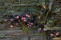 Cribraria purpurea