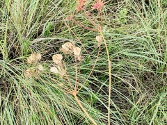 Afrosciadium magalismontanum