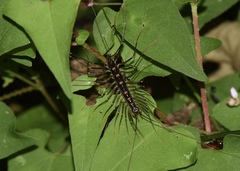 Thereuopoda clunifera