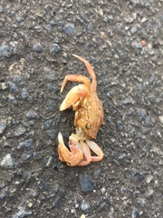 Nectocarcinus antarcticus