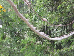 Chordeiles rupestris