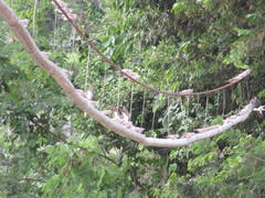 Chordeiles rupestris