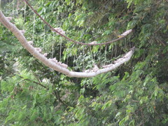 Chordeiles rupestris