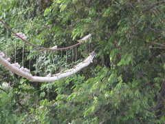 Chordeiles rupestris