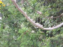 Chordeiles rupestris