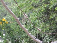 Chordeiles rupestris