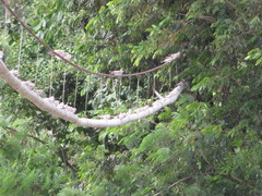 Chordeiles rupestris