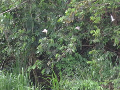 Chordeiles rupestris