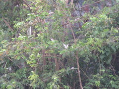 Chordeiles rupestris