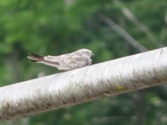 Chordeiles rupestris