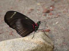 Heliconius wallacei