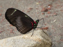 Heliconius wallacei