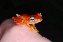 Boophis pyrrhus