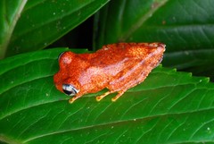 Boophis pyrrhus