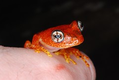 Boophis pyrrhus