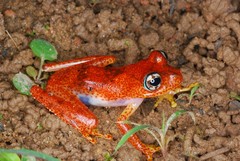 Boophis pyrrhus
