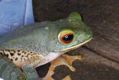 Boophis albilabris