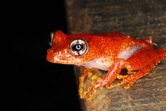 Boophis pyrrhus