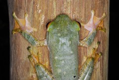 Boophis albilabris
