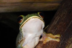 Boophis albilabris