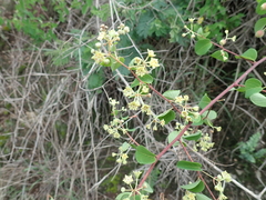 Helinus integrifolius