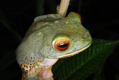 Boophis albilabris