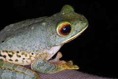 Boophis albilabris