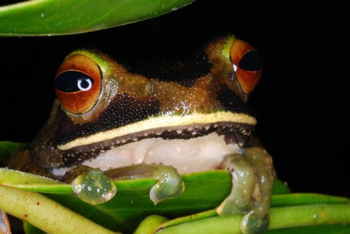 White-lipped Bright-eyed Frog