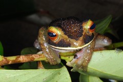 Boophis albilabris
