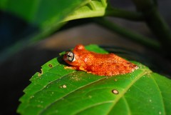 Boophis pyrrhus