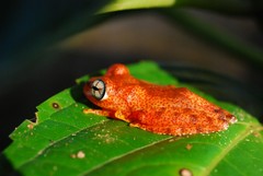 Boophis pyrrhus