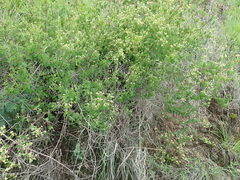 Helinus integrifolius