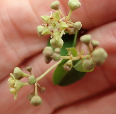 Helinus integrifolius
