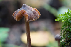 Cortinarius iliopodius