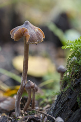 Cortinarius iliopodius