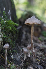 Cortinarius iliopodius