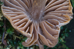 Cortinarius iliopodius