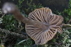 Cortinarius iliopodius