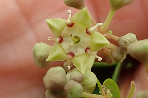 Image of Helinus integrifolius by no rights reserved