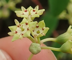 Helinus integrifolius