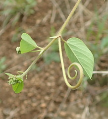 Helinus integrifolius