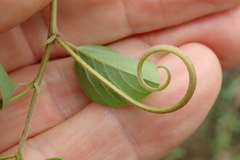 Helinus integrifolius