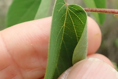 Helinus integrifolius