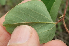 Helinus integrifolius
