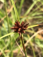 Cyperus usitatus