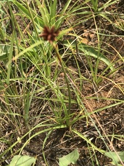 Cyperus usitatus