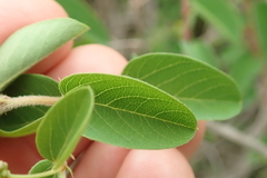 Helinus integrifolius