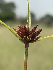 Cyperus usitatus
