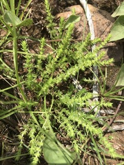 Crassula lanceolata transvaalensis