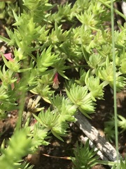 Crassula lanceolata transvaalensis